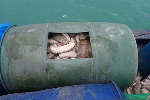 Nahkoda Kapal RI Dipenjara di Australia, Nyaris 2 Ton Teripang Ilegal Disita