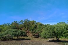 Mengenal Bekol: Tanaman Ikonik Baluran yang Memiliki Segudang Manfaat