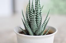 Microsoft Elevate Fokus Cetak 500.000 Talenta AI di Indonesia