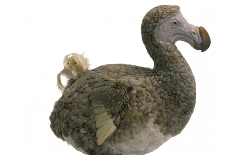 Burung Model burung dodo (Raphus cucullatus), burung yang tidak bisa terbang hanya ditemukan di pulau Mauritius sampai punah pada tahun 1600-an. Perburuan, hilangnya habitat, dan masuknya tikus pemakan telur oleh manusia menjadi bencana bagi dodo.