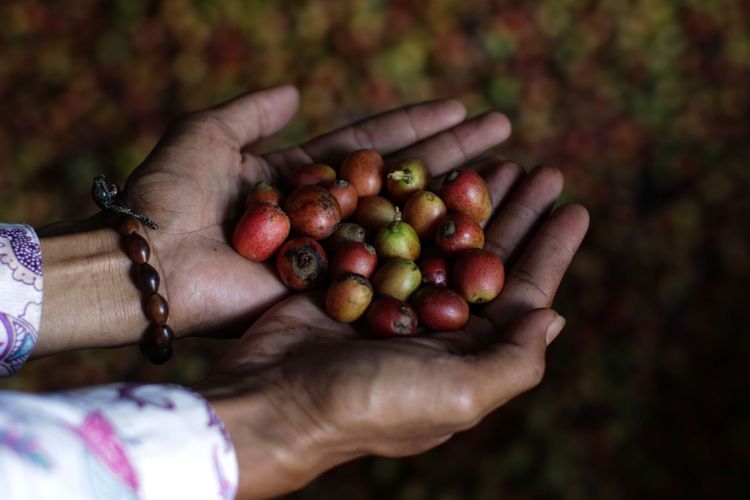 Kopi liberika Meranti di Kedaburapat, Rangsang Barat, Kepulauan Meranti, Riau, Minggu (14/2/2021). Kopi liberika salah satu tanaman yang dikembangkan warga untuk menjaga ekosistem lahan gambut.