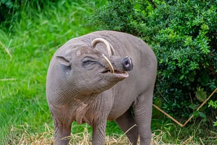 London Zoo Inggris Bakal Bolehkan Pengunjung Lihat Operasi Hewan