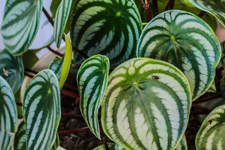 Ilustrasi tanaman hias Peperomia watermelon. 