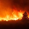 Ingin Bunuh Laba-laba Pakai Korek Api, Pria Ini Malah Sebabkan Kebakaran Hutan