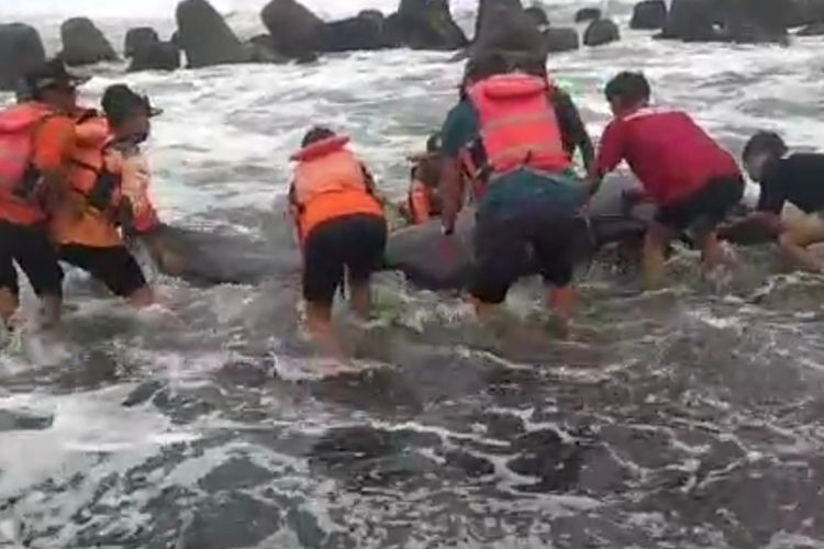 Tangkapan layar video paus tiga meter kembali ke laut setelah terjebak di batu-batu pemecah ombak muara Sungai Serang, kawasan Pelabuhan Tanjung Adikarto, Kalurahan Karangwuni, Kapanewon Wates, Kabupaten Kulon Progo, Daerah Istimewa Yogyakarta. Relawan berupaya mengevakuasi mamalia laut ini kembali ke laut setelah berjam-jam upaya yang melibatkan belasan relawan dan pemancing.