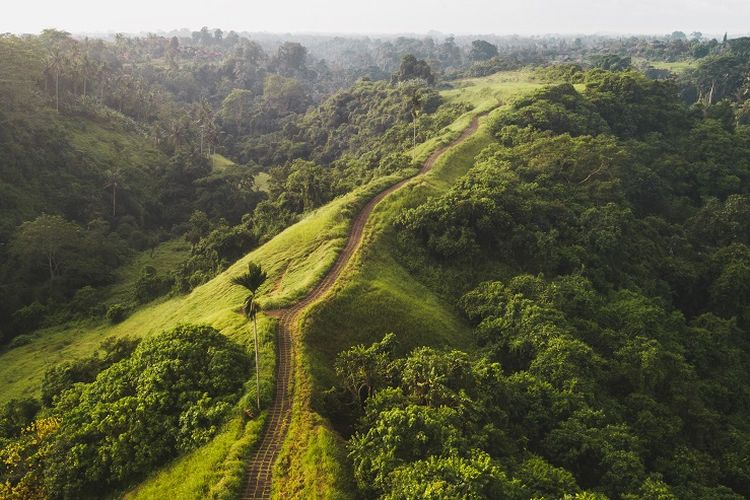 Ilustrasi Bali - Bukit Campuhan di Kabupaten Gianyar, Bali.