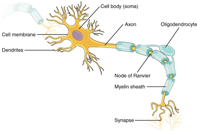 Ilustrasi satu sel saraf dalam jaringan saraf