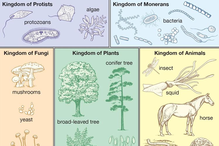 Ilustrasi 5 kingdom dalam klasifikasi makhluk hidup.
