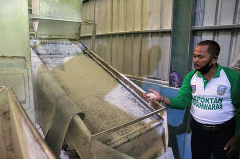 BUMN Ini Siap Serap 300.000 Ton Gabah Petani dengan Harga di Atas HPP