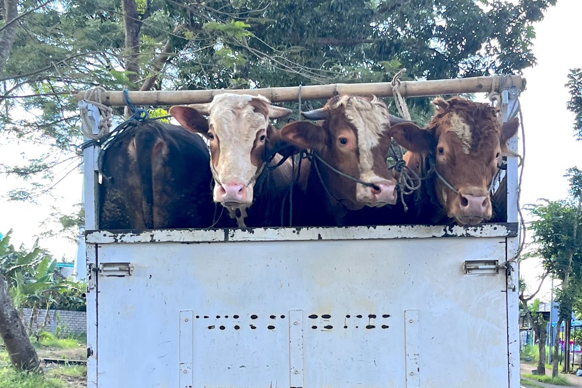 Beberapa sapi kurban saat hendak diantar ke pembelinya di Pasar Gondanglegi, Kabupaten Malang.