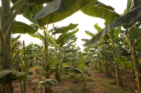 Simak, Cara Membuat Pupuk Organik Cair dari Limbah Batang Pisang