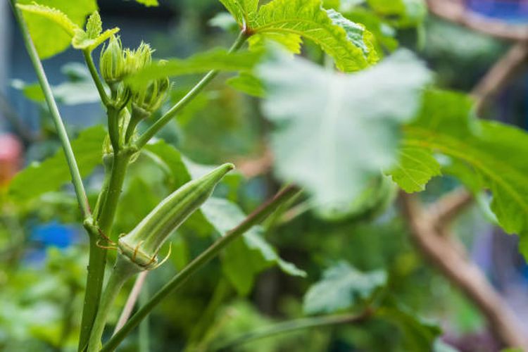 Ilustrasi tanaman okra.