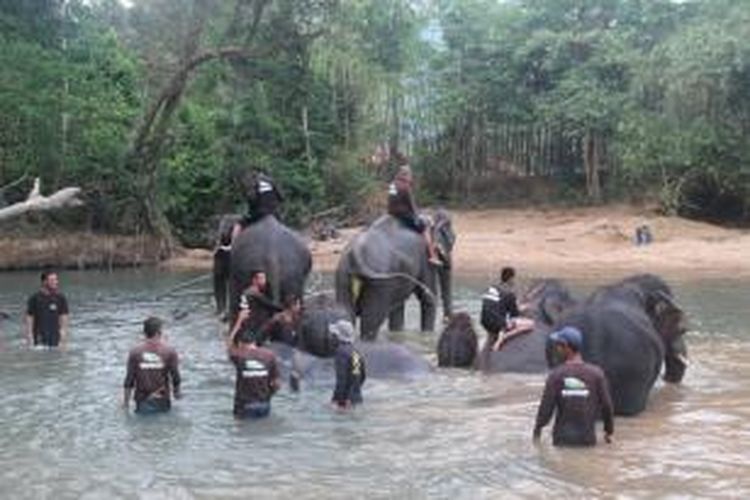 Gajah-gajah milik Kenyir Elephant Village di Tasik Kenyir, Terengganu, Malaysia. 