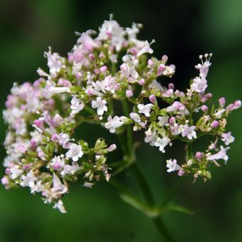 Ilustrasi tanaman Valeriana officinalis.