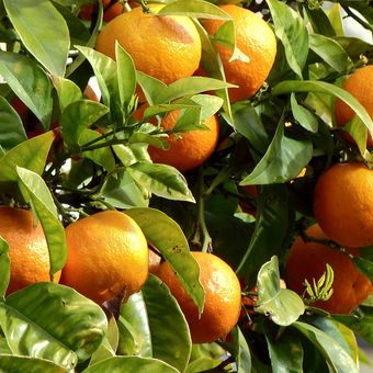 Ilustrasi tanaman buah jeruk, pohon jeruk. 