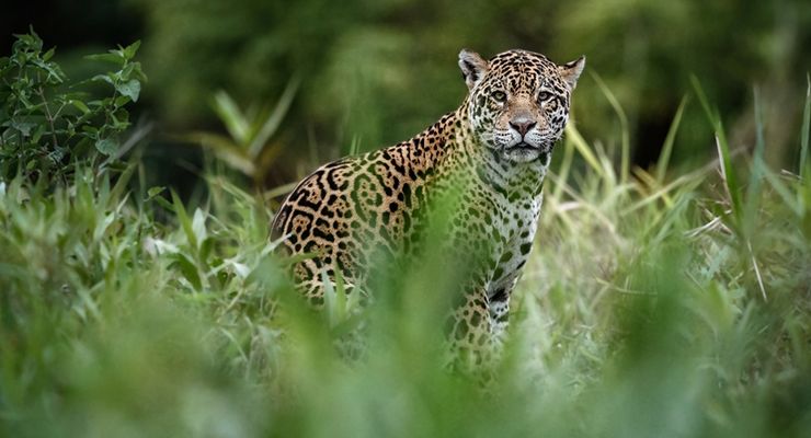 Jaguar di Brasil Pecahkan Rekor Renang Terjauh, Lebih dari 2,4 Km!