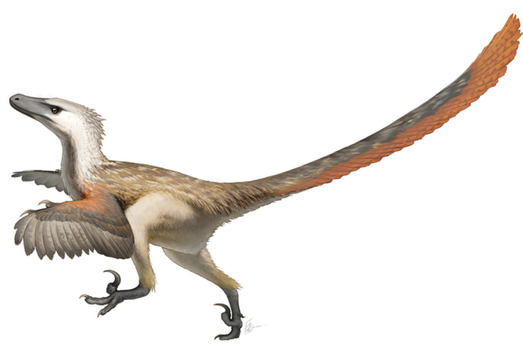 Restorasi artistik Velociraptor mongoliensis