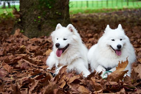 Berita Harian Memelihara-anjing-samoyed Terbaru Hari Ini - Kompas.com