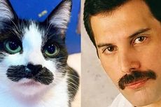 Mostaccioli, Kucing Mirip Freddie Mercury Kesayangan Warganet