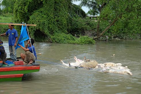 Bangkai Babi dari Sumut Lintasi Sungai Aceh, Warga Resah dan Takut Makan Ikan