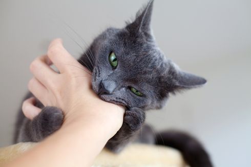 5 Tips untuk Mengatasi Kucing yang Suka Menggigit