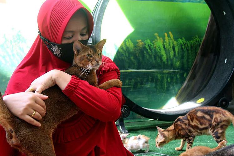 Natalia Christanto, seorang dokter di Kota Banda Aceh bersama kucing peliharaannya di rumahnya di Desa Lamdingin, Kecamatan Syiah Kuala Banda Aceh, Kamis (24/12/2020). Natalia saat ini memelihara 60 ekor kucing dari berbagai jenis dan ras di rumahnya, yang sebagiannya merupakan kucing kampung telantar yang diselamatkan dari jalanan.