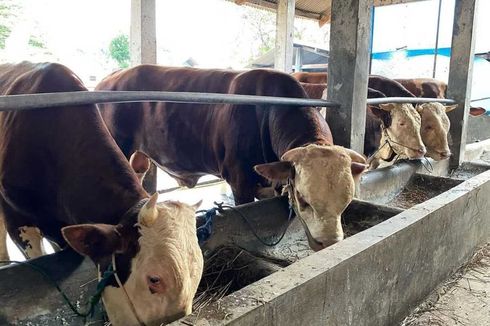 Selain untuk Ibadah, Berkurban Bisa Jadi Bantalan Ekonomi di Masa Pandemi