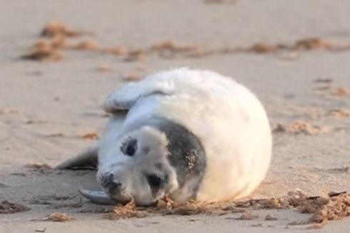 Saat Lockdown Nasional, Sekitar 2.000 Anak Anjing Laut Lahir di Norfolk, Inggris 