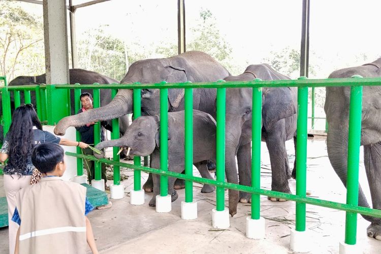Kisah Sukamto 27 Tahun Jadi Mahot di Way Kambas, Pernah Terpental 3 Meter, hingga Belajar Memahami Gajah
