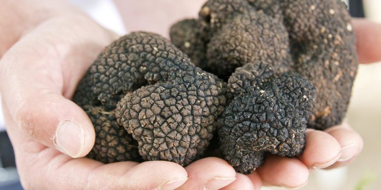 Jamur Truffle Putih