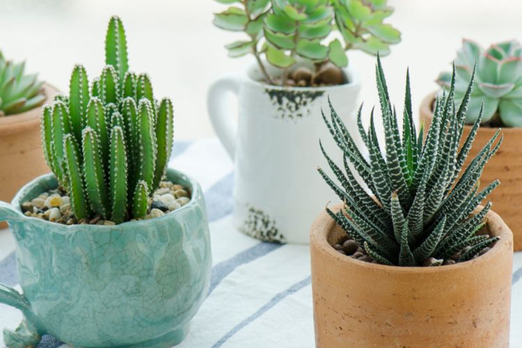 Ilustrasi tanaman kaktus.