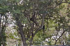 Pemotor Tewas Tertabrak Truk Usai Jatuh Akibat Jalan Gelombang di Jakut