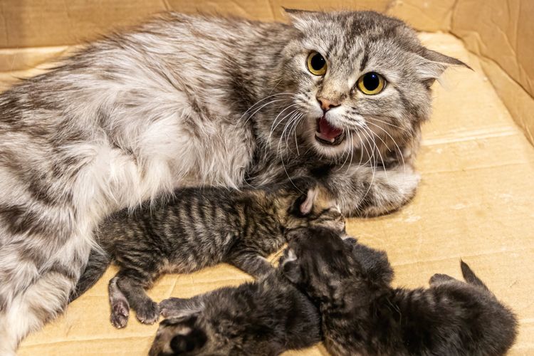 Ketika mencari cara merawat anak kucing baru lahir, penting pula untuk mengetahui kapan kucing yang baru lahir boleh dipegang.