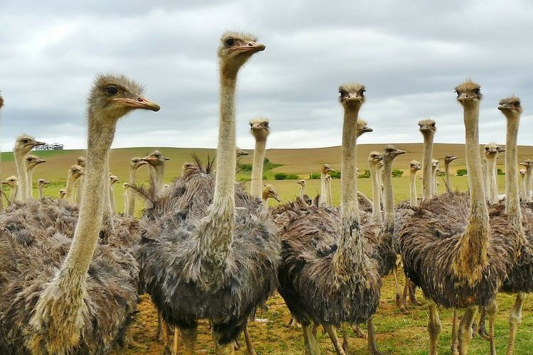 Kawanan burung unta yang ada di padang rumput.