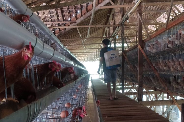Harga Cabai Rawit Tembus Rp 90.050 per Kg, Telur Ayam Rp 29.900
