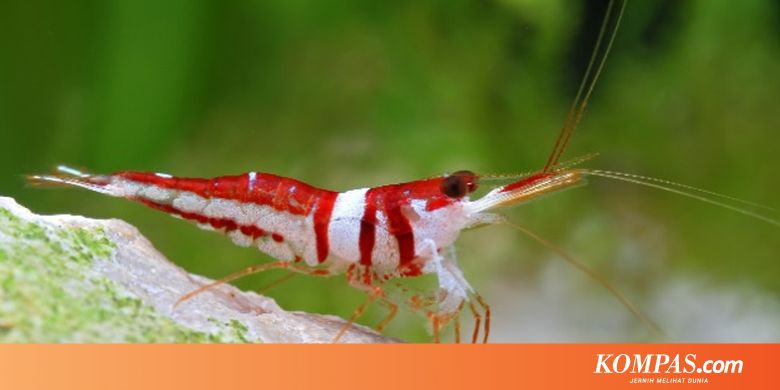Selain Udang Asal Sulawesi Ini 5 Hewan Di Indonesia Yang