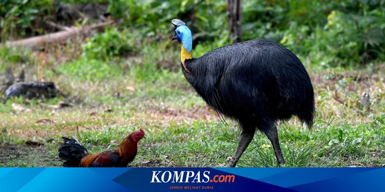 7700 Gambar Burung Kasuari Terbaik