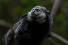 Pakai Rakit, Monyet Prasejarah Ini Berhasil Seberangi Samudra Atlantik