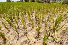 Petani di Pamekasan Mengeluh Pupuk Subsidi Langka, Tanaman Padi Terancam Rusak