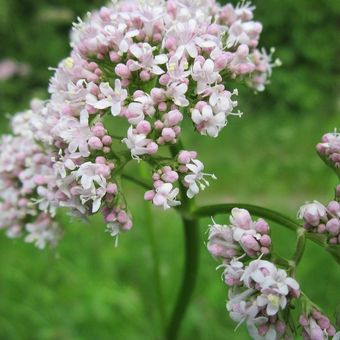 Ilustrasi tanaman hias Valerian (Valeriana officinalis). 