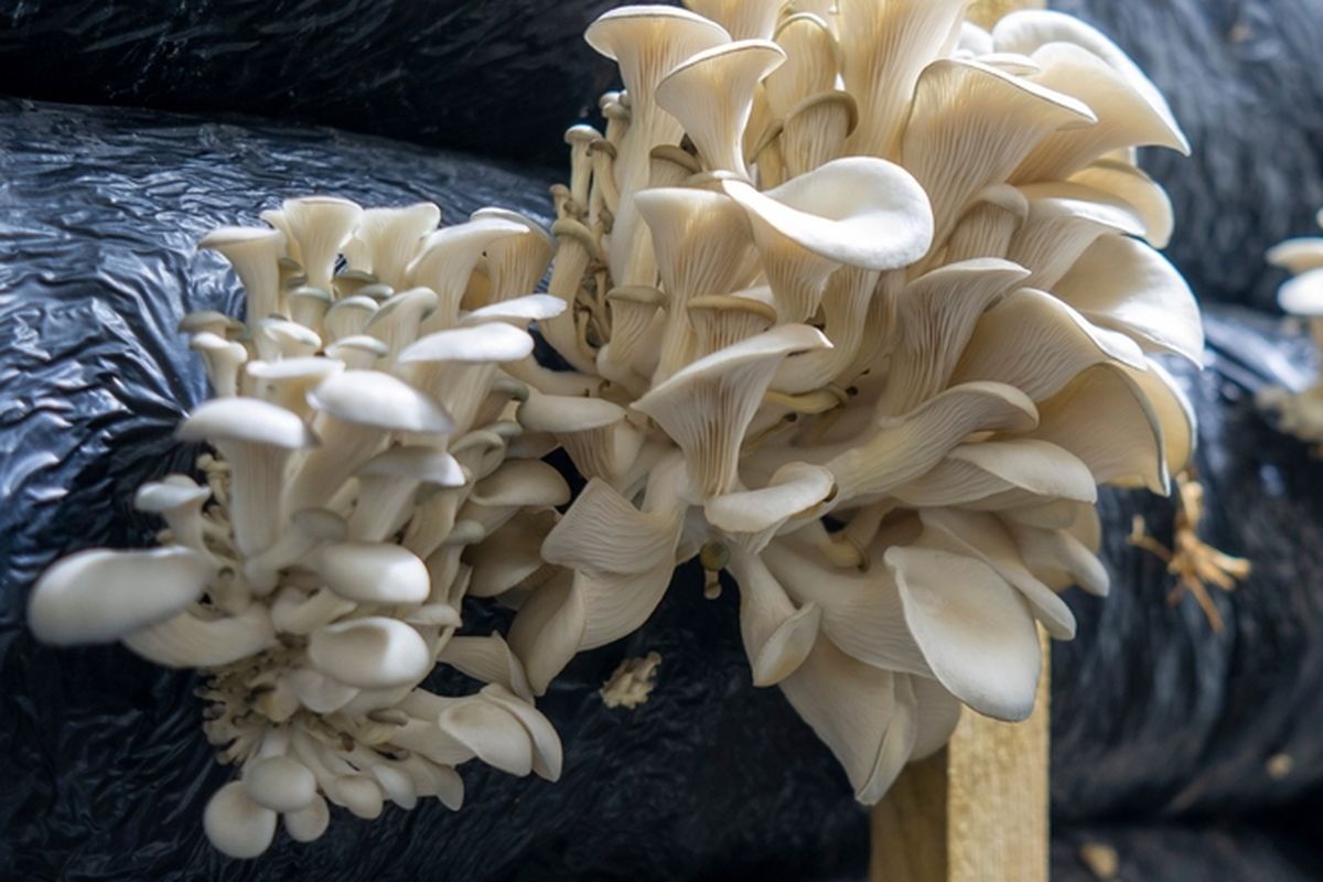 Ilustrasi jamur tiram, budidaya jamur tiram. 