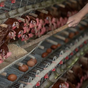 Ilustrasi peternak ayam. Industri peternakan ayam petelur rakyat di Jawa Timur (Jatim) tengah menghadapi tekanan hebat dalam beberapa pekan terakhir. Para peternak lokal di berbagai wilayah, mulai dari Jombang, Lamongan, Ponorogo, hingga Magetan, mengeluhkan harga telur ayam yang anjlok drastis hingga berada jauh di bawah Harga Pokok Produksi (HPP).