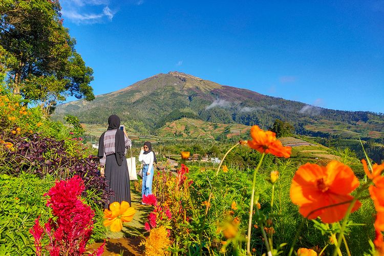 Silancur Highland dengan taman bunga berlatar Gunung Sumbing, salah satu tempat wisata Magelang.