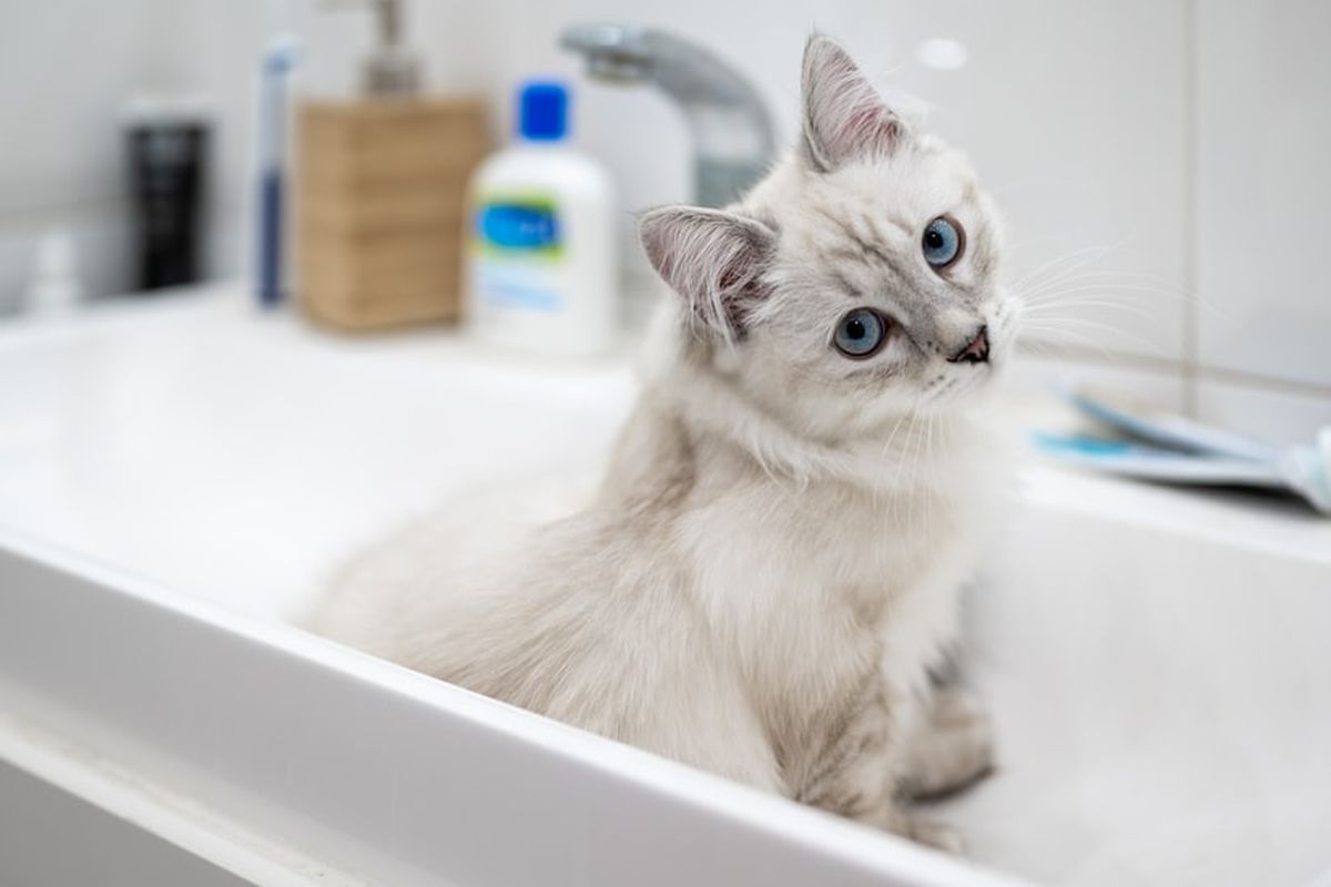 Ilustrasi kucing membuang kotoran di wastafel kamar mandi