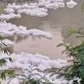 Muncul Busa di Sungai Cileungsi, Sampel Airnya Diperiksa