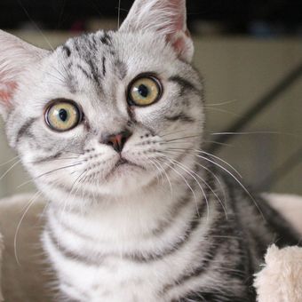 Ilustrasi kucing American Shorthair.