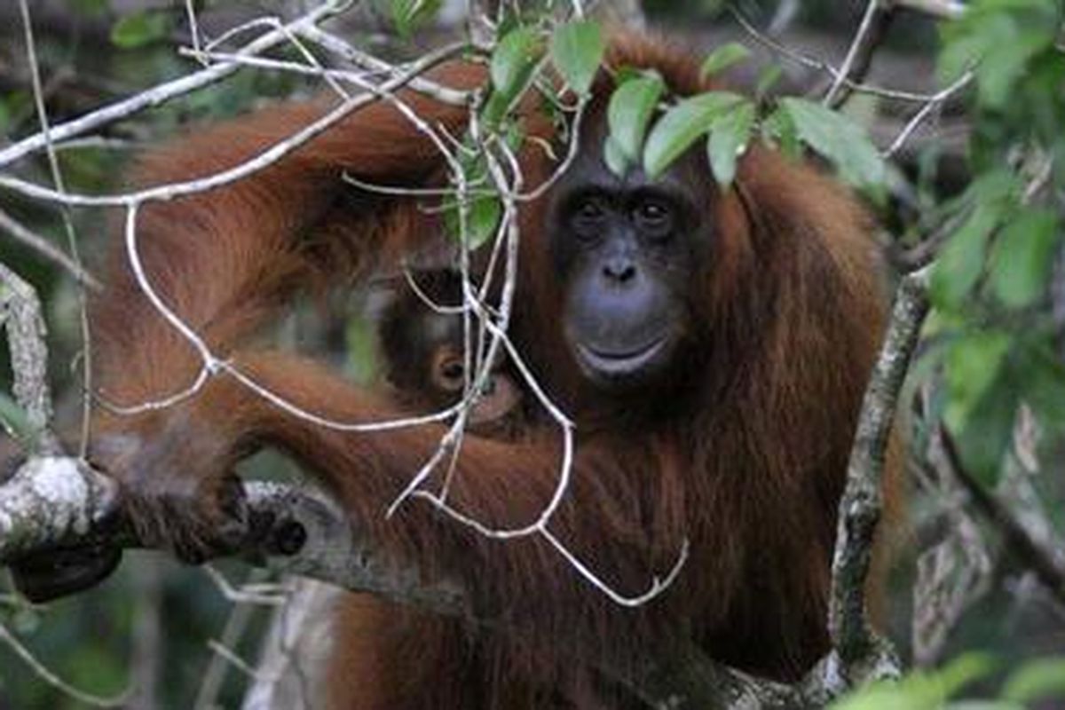 Orangutan ini sudah siap dilepasliarkan ke habitatnya. Akan tetapi PRO Nyaru Menteng, Palangkaraya, Kalteng, masih kesulitan mendapatkan lokasi.