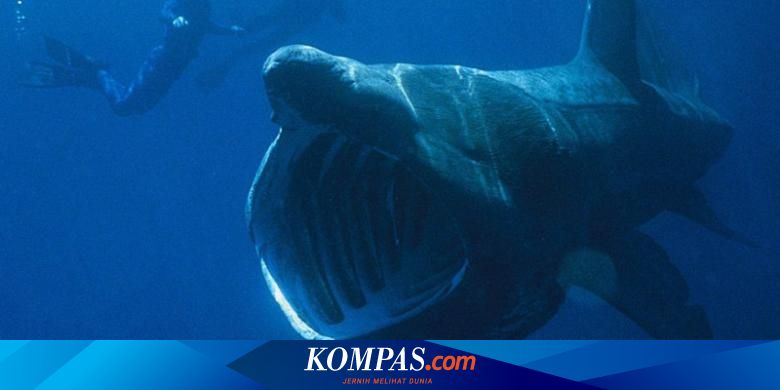 Penampakan Langka Hiu Misterius Raksasa Terlacak Satelit