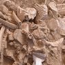 Fosil Tulang Mammoth di New Mexico Ungkap Pembantaian yang Dilakukan Manusia