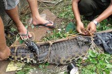 Mengaku 22 Tahun Memelihara, Warga Serahkan Buaya Muara Miliknya